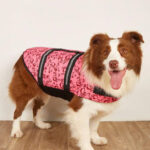 life jacket for dogs