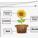 Plant parts English