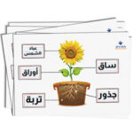 Plant Parts Arabic