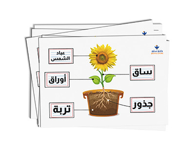 Plant Parts Arabic