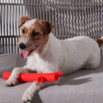 Exercising Branch Dog Toy