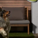 throwing disc for dogs