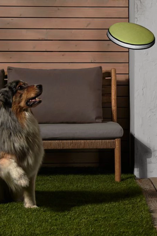 throwing disc for dogs